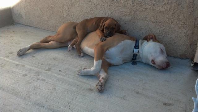 Toby's first day with Buster