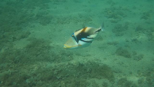 Seen snorkeling