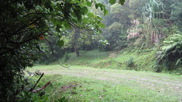 Hiding from rain under a tree